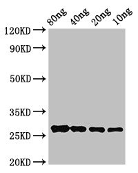 Western blot using anti-OLE9 rabbit antibodies